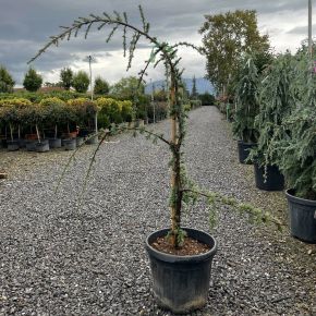 Kék csüngő atlasz cédrus CEDRUS ATLANTICA GLAUCA PENDULA 100/120 K25