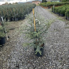 Kék csüngő atlasz cédrus CEDRUS ATLANTICA GLAUCA SINPHONYE (CONO) 100/+ K