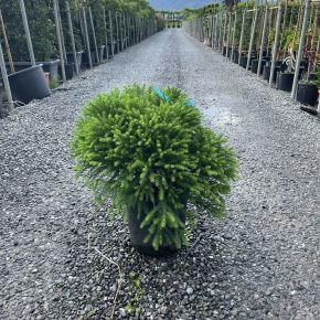 Törpe japán szugifenyő  CRYPTOMERIA JAPONICA GLOBOSA NANA 20/40 K9