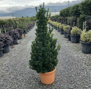 Japán kecskerágó EUONYMUS JAPONICUS BENKOMASAKI ERECTA KÚP 100/120 K25
