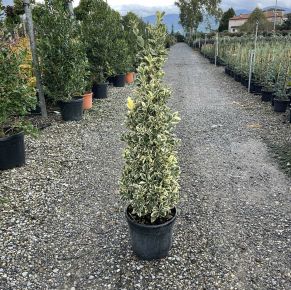 Japán kecskerágó EUONYMUS JAPONICUS BRAVO 100/+ K18