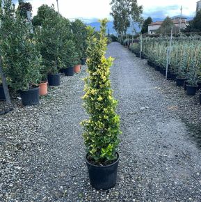 Japán kecskerágó EUONYMUS JAPONICUS ELEGANTISSIMUS AUREUS 100/+ K18