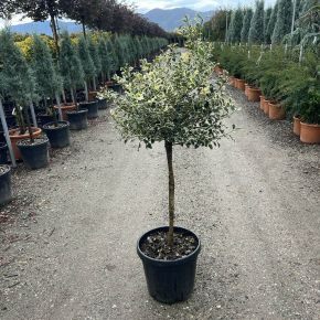 Közönséges magyal   ILEX AQUIFOLIUM ARGENTEOMARGINATA T70 K20