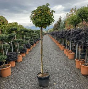 Amerikai ámbrafa   LIQUIDAMBAR STYRACIFLUA GUMBALL T150 K25