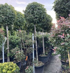Amerikai ámbrafa   LIQUIDAMBAR STYRACIFLUA GUMBALL T180 K90