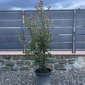 Örökzöld korallberkenye  PHOTINIA FRASERI COMPACTA 100/120 K20