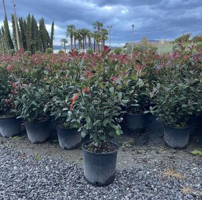 Örökzöld korallberkenye  PHOTINIA FRASERI COMPACTA 60/80 K9