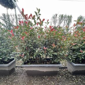 Örökzöld korallberkenye  PHOTINIA FRASERI COMPACTA BALKONLÁDÁBA 