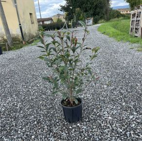 Örökzöld korallberkenye  PHOTINIA FRASERI COMPACTA K3