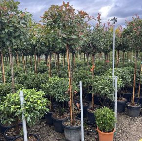 Örökzöld korallberkenye  PHOTINIA FRASERI COMPACTA T150 K25