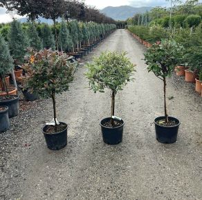 Örökzöld korallberkenye  PHOTINIA FRASERI COMPACTA T50 K15