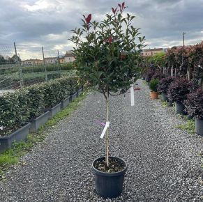 Örökzöld korallberkenye  PHOTINIA FRASERI COMPACTA T80 K20