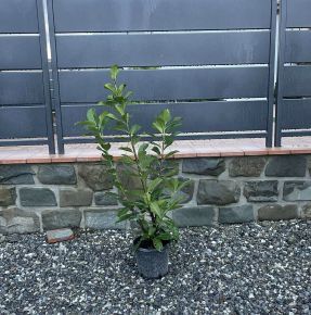 Közönséges babérmeggy   PRUNUS LAUROCERASUS NOVITA 40/60 K3