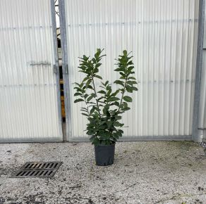 Közönséges babérmeggy  PRUNUS LAUROCERASUS NOVITA 80/100 K9