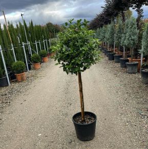 Téli bangita   VIBURNUM TINUS T80 K15