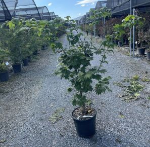 Japán juhar   ACER JAPONICUM VITIFOLIUM K18