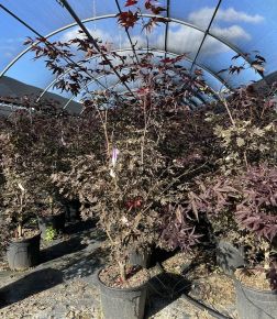 Japán juhar   ACER PALMATUM ATROPURPUREUM K18