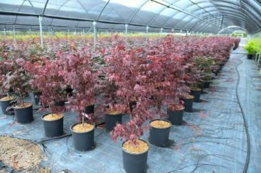 Japán juhar   ACER PALMATUM FIREGLOW K10