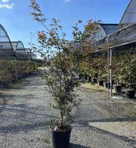 Japán juhar   ACER PALMATUM FIREGLOW K18