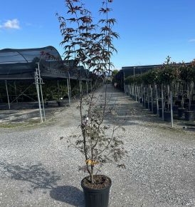 Japán juhar   ACER PALMATUM BLOODGOOD K18