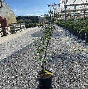 Japán juhar   ACER PALMATUM BENI OTAKE K10