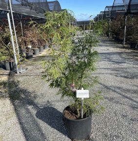  Lilásvörös levelű Japán juharACER PALMATUM LINEARILOBUM ATROLINEARE K18