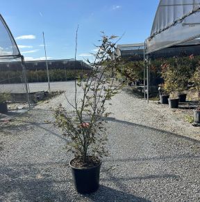 Japán juhar   ACER PALMATUM SKEETERS BROOM K18