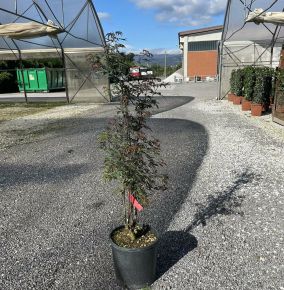 Japán juhar   ACER PALMATUM SHAINA K10