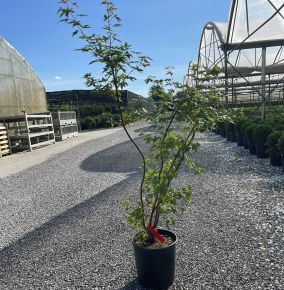 Japán juhar   ACER PALMATUM SANGOKAKU K10