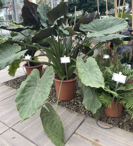 Alokázia, elefántfül ALOCASIA CUCULLATA K24