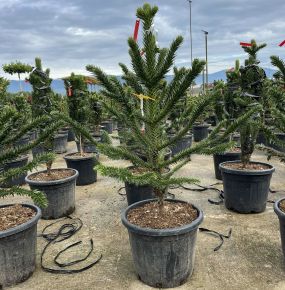 Chilei fenyő   ARAUCARIA ARAUCANA 90/100 K