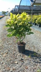 Márványos babérsom  AUCUBA JAPONICA CROTONIFOLIA GOLD K5