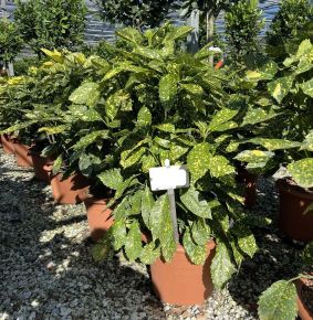 Márványos babérsom   AUCUBA JAPONICA CROTONIFOLIA GOLD K15