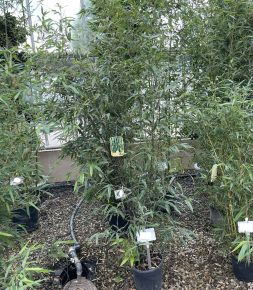 Fekete bambusz   PHYLLOSTACHYS NIGRA 100/+ K10