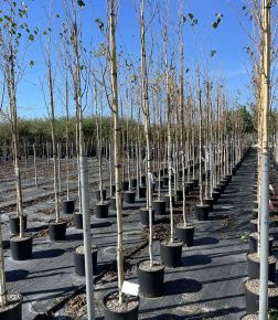 Himalájai nyír   BETULA UTILIS JACQUEMONTII T200 6/8 K18