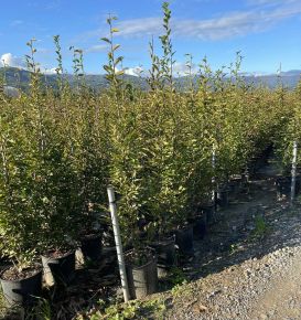 Oszlopos gyertyán   CARPINUS BETULUS FASTIGIATA 150/200 K18