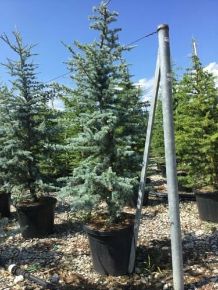 Kék atlasz cédrus  CEDRUS ATLANTICA GLAUCA 175/200 K35