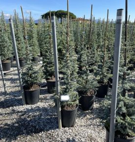 Atlasz cédrus   CEDRUS ATLANTICA SILBERSPITZ 125/150 K25