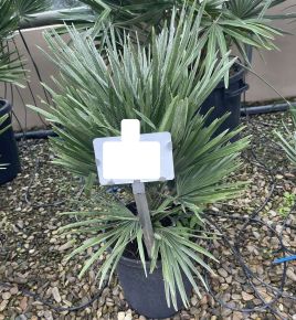 Törpe lószőrpálma CHAMAEROPS HUMILIS COMPACTA 2TÖRZS K7