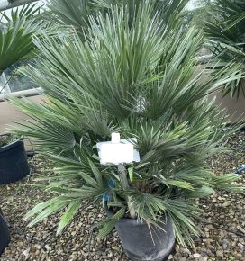 Törpe lószőrpálma CHAMAEROPS HUMILIS COMPACTA 2TÖRZS K15