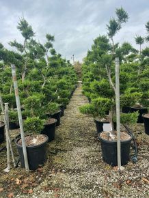 Arany lombú leyland ciprus CUPRESSOCYPARIS LEYLANDII CASTLEWELLAN GOLD BONSAI K35