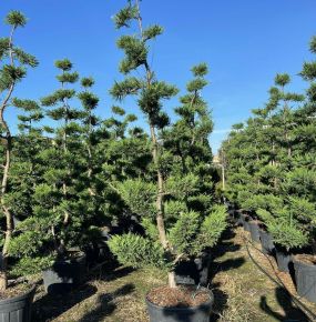 Leyland ciprus CUPRESSOCYPARIS LEYLANDII BONSAI K110