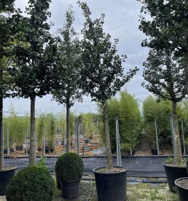 Páfrányfenyő  GINKGO BILOBA HORIZONTALIS T200 35/40 K300