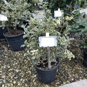 Közönséges magyal  ILEX AQUIFOLIUM ARGENTEOMARGINATA 40/60 K10