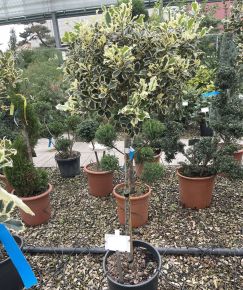 Közönséges magyal  ILEX AQUIFOLIUM ARGENTEOMARGINATA T1/2 K18