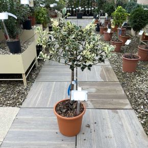 Közönséges magyal  ILEX AQUIFOLIUM ARGENTEOMARGINATA T1/4 K9