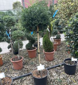 Magyal ILEX CRENATA GLORIE GEM T1/2 K18