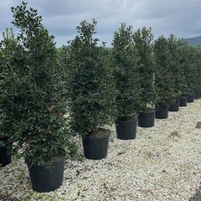 Közönséges magyal   ILEX MUTCHAGARA NELLIE R. STEVENS 200/250 K70