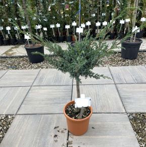 Kék kínai boróka  JUNIPERUS CHINENSIS BLUE ALPS T1/4 K9