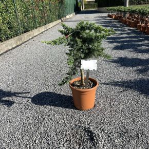 Fövenyboróka    JUNIPERUS CONFERTA BLUE PACIFIC T1/4 K9